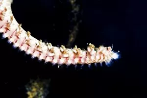 Images Dated 4th March 2008: Beared fireworm (Hermodice carunculata), St. Lucia, West Indies, Caribbean, Central America