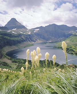 Glacier National Park Gallery: Beargrass, Hidden Lake and Mount Reynolds