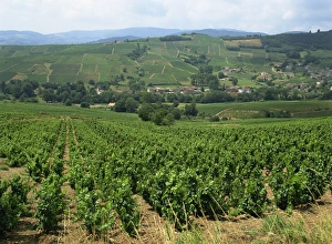 Bourgogne Prints: Beaujolais vineyards, Julienas, Burgundy, Rhone Valley, France, Europe
