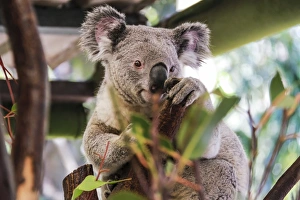 Queensland Prints: Beautiful and awake koala, Queensland, Australia, Pacific