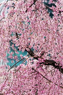Tokyo Prints: Beautiful cherry blossom in full bloom in Tokyo Imperial Palace East Gardens, Tokyo