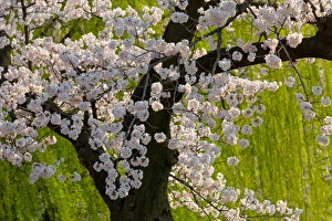 Cherry Blossom Prints: Beautiful cherry blossom and willow in Ueno Park, Tokyo, Japan, Asia