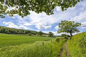 Buckinghamshire Prints: A beautiful day along the Chiltern Walk