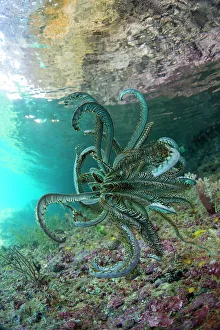 Waigeo Island Prints: Beautiful feather star (Cenometra bella)