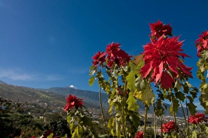 Blooms Prints: Beautiful flowers in front of the volcano El Teide, Tenerife, Canary Islands
