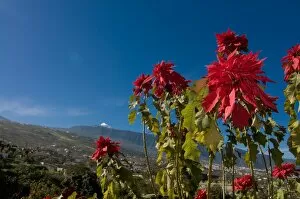 Images Dated 1st January 2009: Beautiful flowers in front of the volcano El Teide, Tenerife, Canary Islands