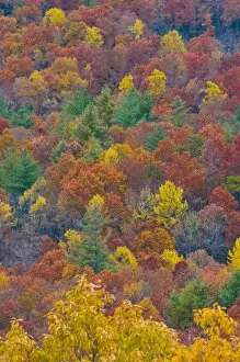 Images Dated 4th November 2008: Beautiful foliage in the Indian summer, Blue Ridge Mountain Parkway, North Carolina
