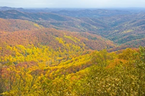 Images Dated 4th November 2008: Beautiful foliage in the Indian summer, Blue Ridge Mountain Parkway, North Carolina