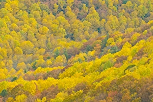 Images Dated 4th November 2008: Beautiful foliage in the Indian summer, Blue Ridge Mountain Parkway, North Carolina