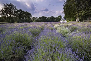 Botanical Prints: A beautiful Lavender Field in summer