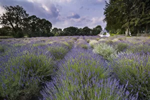 Cheshire Collection: A beautiful Lavender Field in summer, Swettenham, Cheshire, England, United Kingdom, Europe