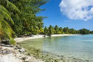 Beautiful palm fringed white sand beach in the turquoise waters of Tikehau, Tuamotus