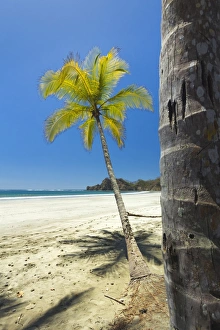 Beautiful palm fringed white sand Playa Carrillo, Carrillo, near Samara, Guanacaste Province, Nicoya Peninsula, Costa Rica, Central America