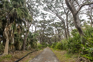Rural Roads Prints: Beautiful road with trees on both sides, Minami Daito, Daito Islands, Japan, Asia