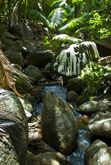 Images Dated 2nd November 2006: Beautiful rocks in the jungle of Valle de Mai, UNESCO World Heritage Site