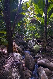 Beautiful rocks in the jungle of Valle de Mai, UNESCO World Heritage Site