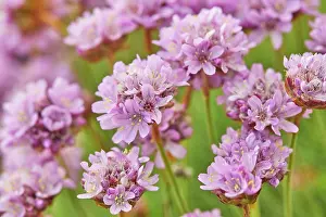 Attractive Prints: Beautiful Sea Pink flowers blooming on cliffs during May in Burgh Island south Devon coast