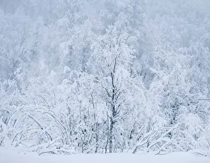 Troms Og Finnmark Prints: Beautiful Snow Covered Trees in winter
