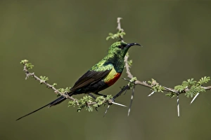 Serengeti Prints: Beautiful sunbird (Cinnyris pulchella), male, Ngorongoro Conservation Area, UNESCO