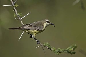 Beautiful sunbird (Cinnyris pulchella), female, Ngorongoro Conservation Area, UNESCO