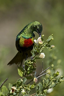 Serengeti Prints: Beautiful sunbird (Cinnyris pulchella), female, Ngorongoro Conservation Area, UNESCO