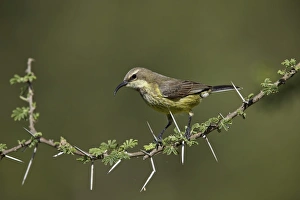 Beautiful sunbird (Cinnyris pulchella), female, Ngorongoro Conservation Area, UNESCO