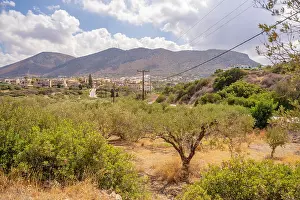 Grove Prints: Beautiful view of olive trees and mountains near Piskopiano village in Crete Greece under a cloudy sky