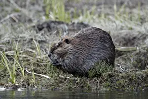 Beaver (Castor canadensis) eating an evergreen branch, Yellowstone National Park, Wyoming, United States of America, North America