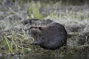 Beaver (Castor canadensis) eating an evergreen branch, Yellowstone National Park, Wyoming, United States of America, North America