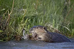 Eating Prints: Beaver (Castor canadensis) feeding in Soda Butte Creek