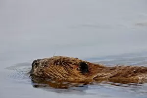Images Dated 28th August 2009: Beaver (Castor canadensis) swimming, Denali National Park and Preserve