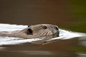 Images Dated 15th September 2008: Beaver (Castor canadensis) swimming, Colorado State Forest State Park, Colorado