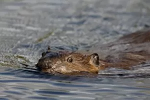 Beaver (Castor canadensis) swimming, Denali National Park and Preserve