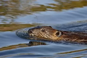 Images Dated 29th August 2009: Beaver (Castor canadensis) swimming, Denali National Park and Preserve