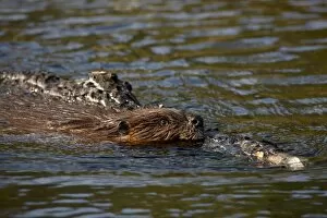 Images Dated 27th August 2009: Beaver (Castor canadensis) swimming with food, Denali National Park and Preserve