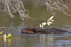 Images Dated 29th August 2009: Beaver (Castor canadensis) swimming with food, Denali National Park and Preserve