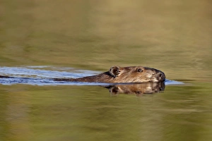 Images Dated 20th August 2009: Beaver (Castor canadensis) swimming in a pond, Denali Highway, Alaska, United States of America