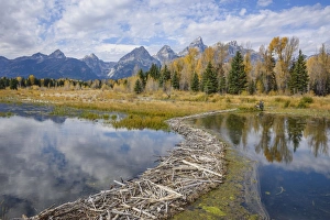 Barrier Prints: Beaver dam, Snake River at Schwabacher Landing, Grand Tetons National Park, Wyoming