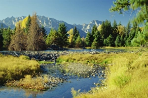 Teton Range Prints: Beaver Pond and Dam with Teton Range
