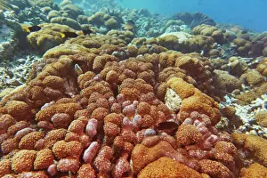 Maintenance Prints: A bed of Sea Anemones and occasional hard corals