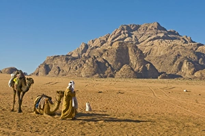 Camels Prints: Bedouin with his camels in the stunning scenery of Wadi Rum, Jordan, Middle East