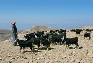 Live Stock Collection: Bedouin goat herder
