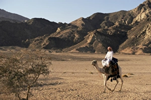 Bedouin Prints: Bedouin man riding camel, Sinai, Egypt, North Africa, Africa
