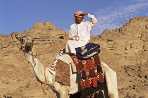 Ride Prints: Bedouin riding camel, Sinai, Egypt, North Africa, Africa
