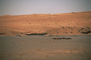 Bedouin Prints: Bedouins and camels in the desert