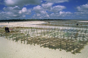 Sea Weed Prints: Beds of seaweed, an export crop, Jambiani Beach, Zanzibar, Tanzania, East Africa, Africa