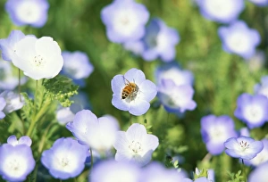Santa Barbara Prints: Bee collecting nectar from a spring wild flower