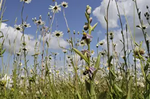 Pla Nts Prints: Bee orchid (Ophrys apifera) flowering in hay meadow alongside ox-eye daisies (marguerites) (Leucanthemum vulgare)