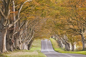 The beech avenue at Kingston Lacy in full autumn colour, Dorset, England, United Kingdom, Europe