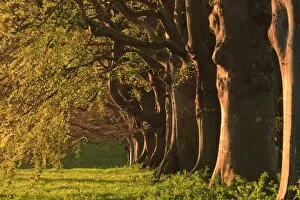 Images Dated 12th April 2011: Beech avenue, Kingston Lacy, Dorset, England, United Kingdom, Europe